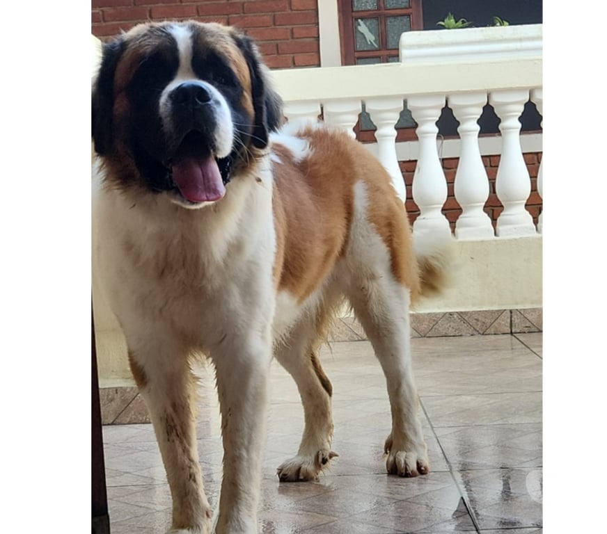 Animais Estimação à Venda Sao Paulo SP Santo Amaro - Fotos para Cão São Bernardo