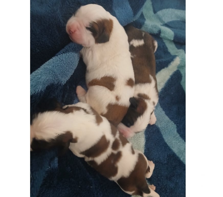 Animais Estimação à Venda Sao Paulo SP Santo Amaro - Fotos para Cão São Bernardo