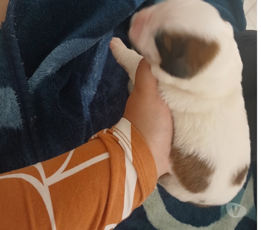 Animais Estimação à Venda Sao Paulo SP Santo Amaro - Fotos para Cão São Bernardo