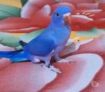 Animais de estimação