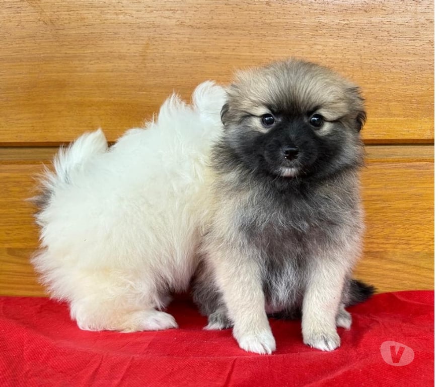 Animais Estimação à Venda Teixeira Soares PR - Fotos para Filhotes de Lulu da Pomerania