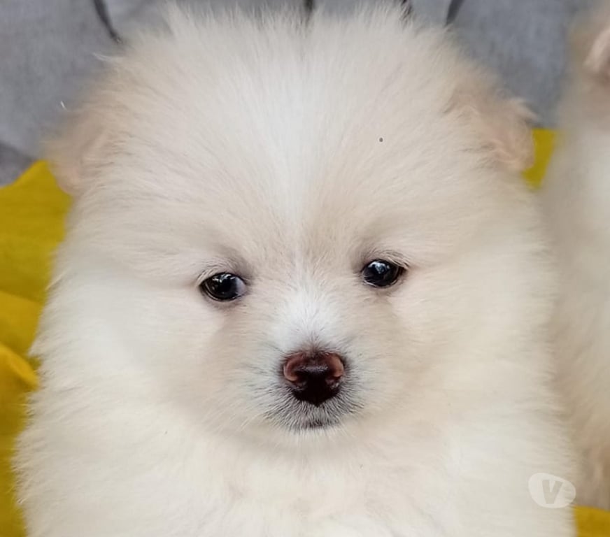 Animais Estimação à Venda Teixeira Soares PR - Fotos para Filhotes de Lulu da Pomerania