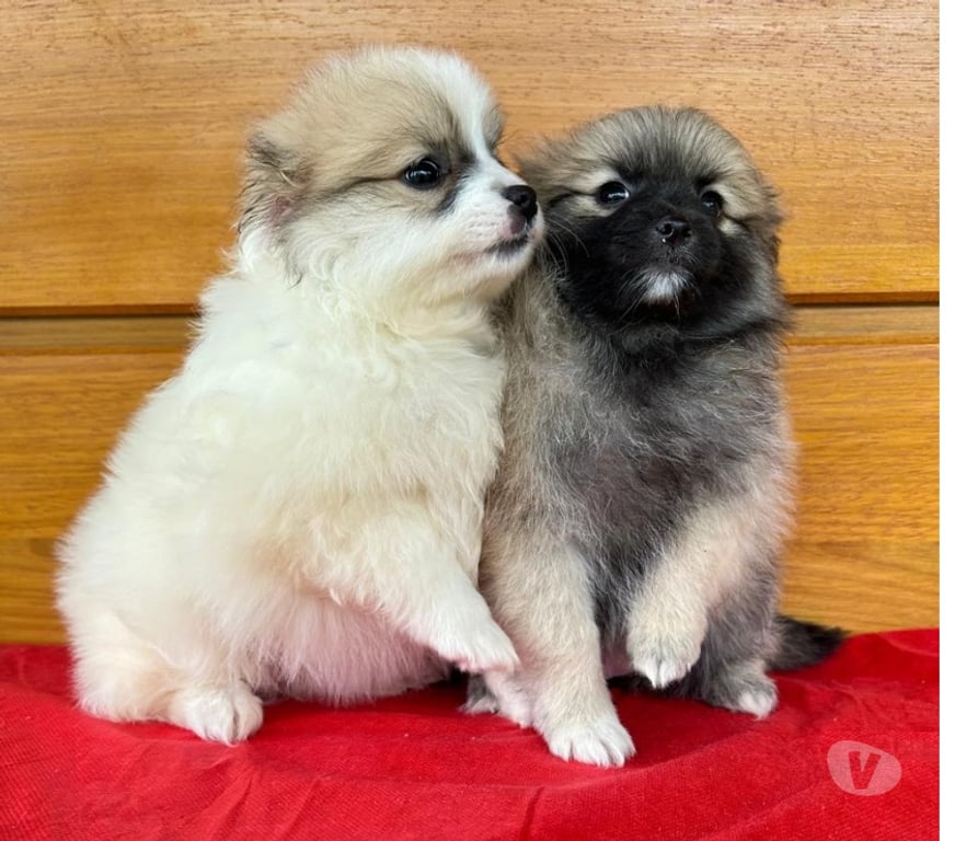 Animais Estimação à Venda Teixeira Soares PR - Fotos para Filhotes de Lulu da Pomerania