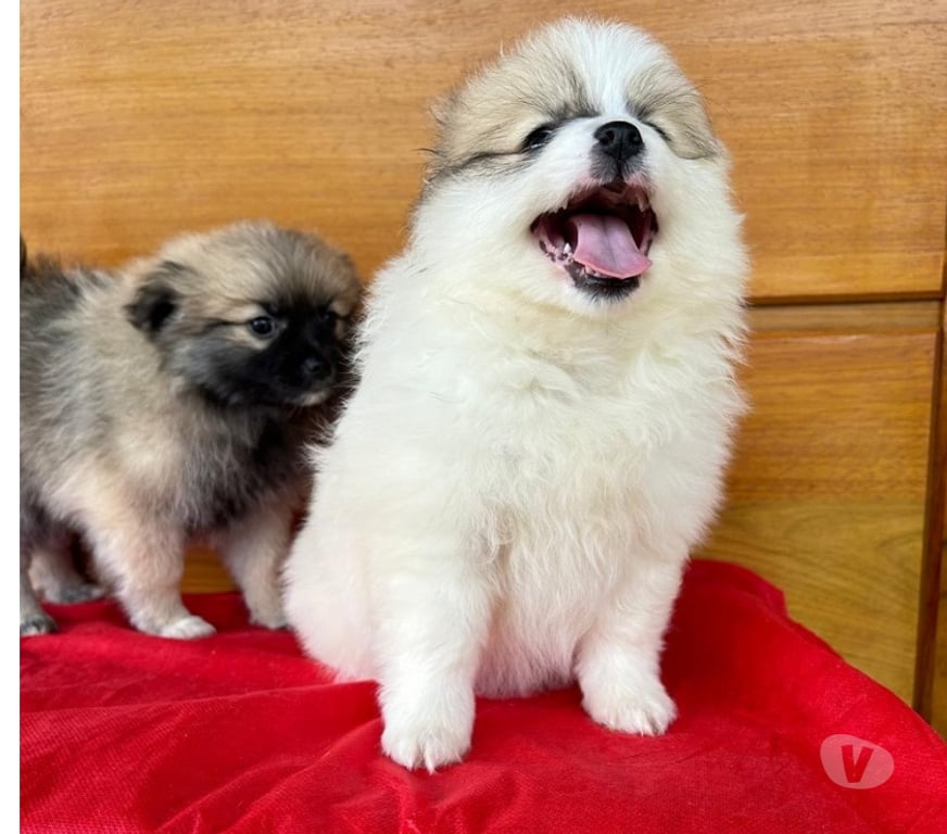 Animais Estimação à Venda Teixeira Soares PR - Fotos para Filhotes de Lulu da Pomerania