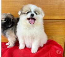 Filhotes de Lulu da Pomerania