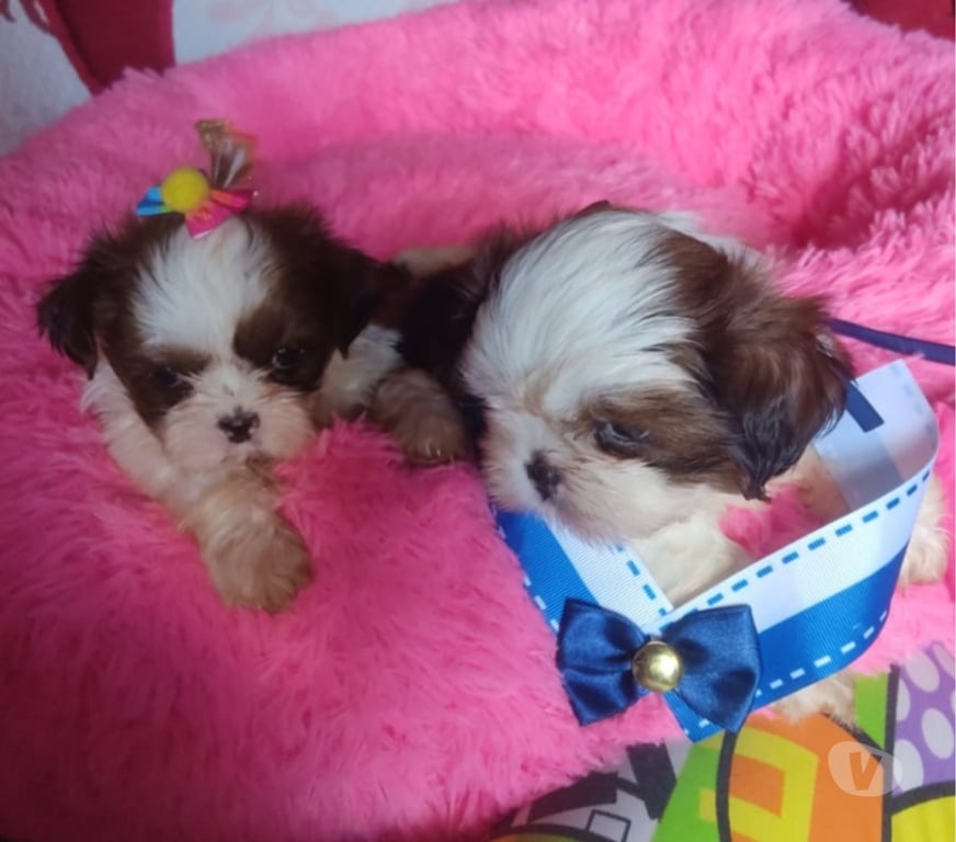 Animais Estimação à Venda Juazeiro do Norte CE - Fotos para Filhotes de Shitzu a venda