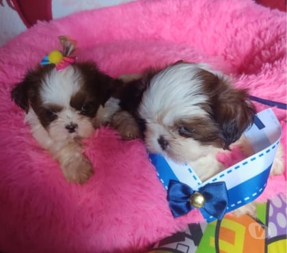 Animais estimação à venda - Fotos para Filhotes de Shitzu a venda