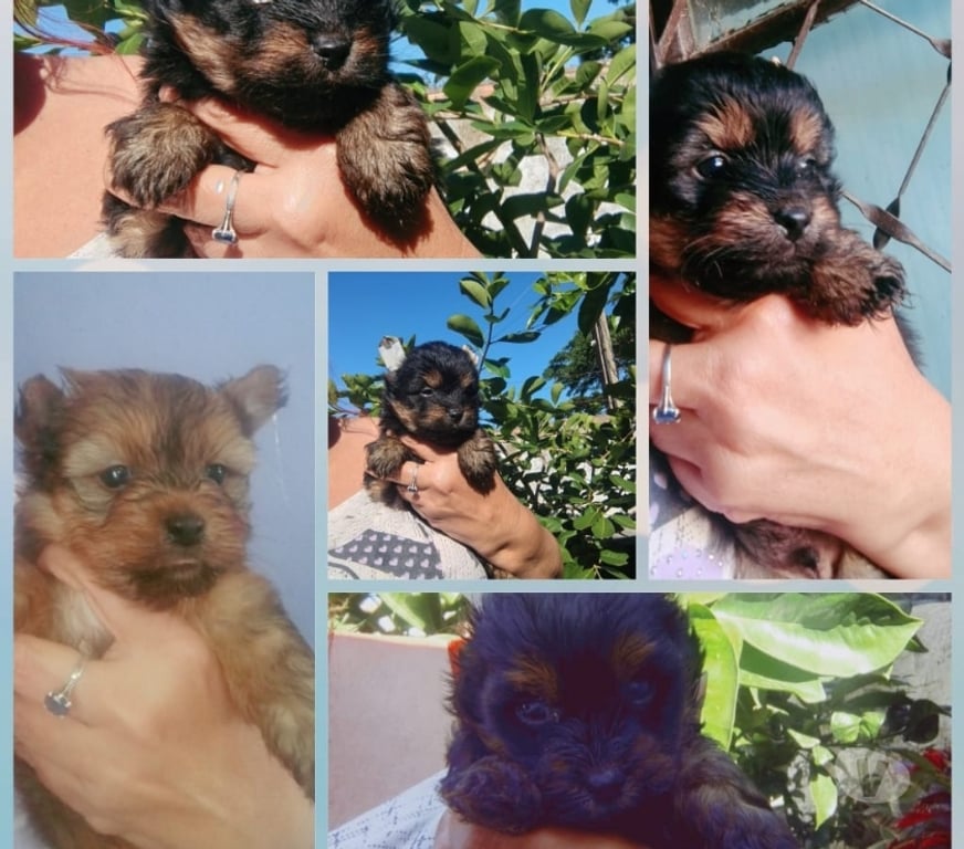 Animais Estimação à Venda Viamao RS - Fotos para BBS DE YORK, JÁ COM A PRIMEIRA DOSE DA VACINA IMPORTADA.