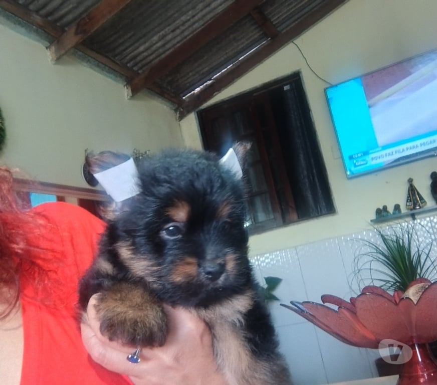 Animais Estimação à Venda Viamao RS - Fotos para BBS DE YORK, JÁ COM A PRIMEIRA DOSE DA VACINA IMPORTADA.