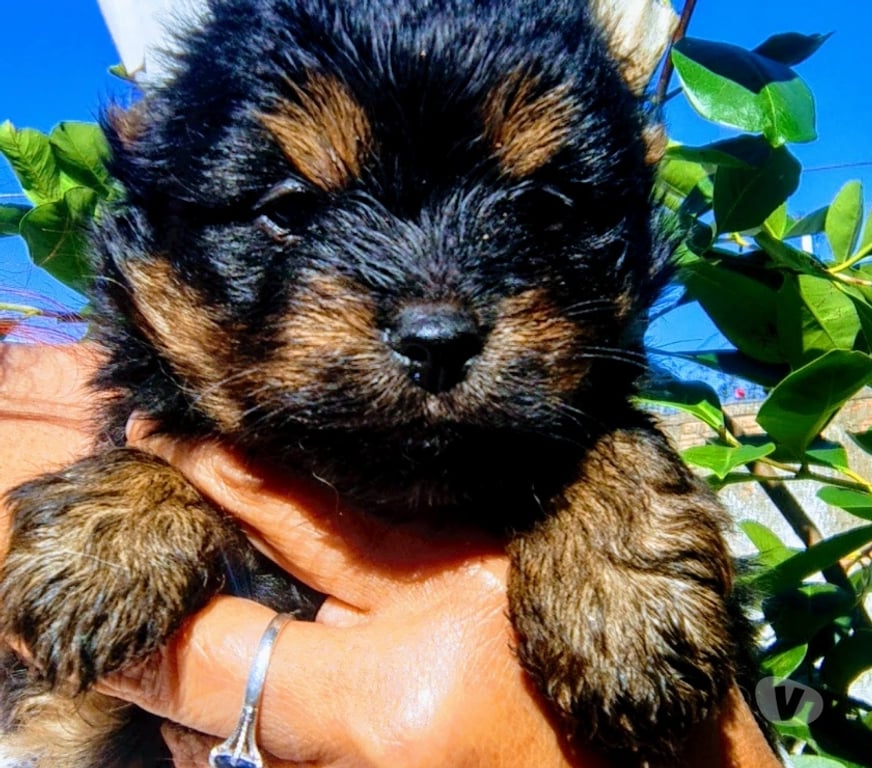 Animais Estimação à Venda Viamao RS - Fotos para BBS DE YORK, JÁ COM A PRIMEIRA DOSE DA VACINA IMPORTADA.