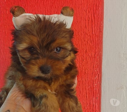 Animais estimação à venda - Fotos para BBS DE YORK, JÁ COM A PRIMEIRA DOSE DA VACINA IMPORTADA.