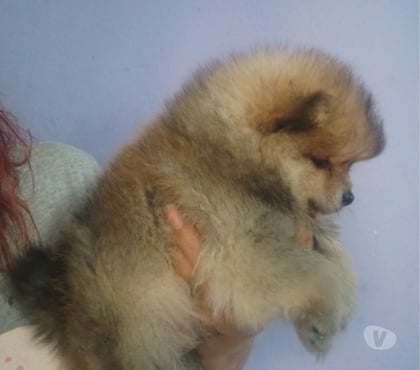 Animais Estimação à Venda - Fotos para FÊMEA DE SPITZ ALEMÃO COM DOIS MÊS.