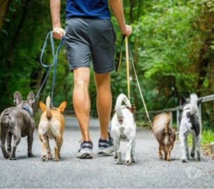 Veterinários - Serviços - Acessórios Copacabana Rio de Janeiro RJ - Fotos para Passeador de caes