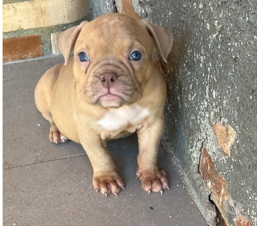 Animais Estimação à Venda Sao Joao de Meriti RJ - Fotos para American bully com pedigree e vermifugados