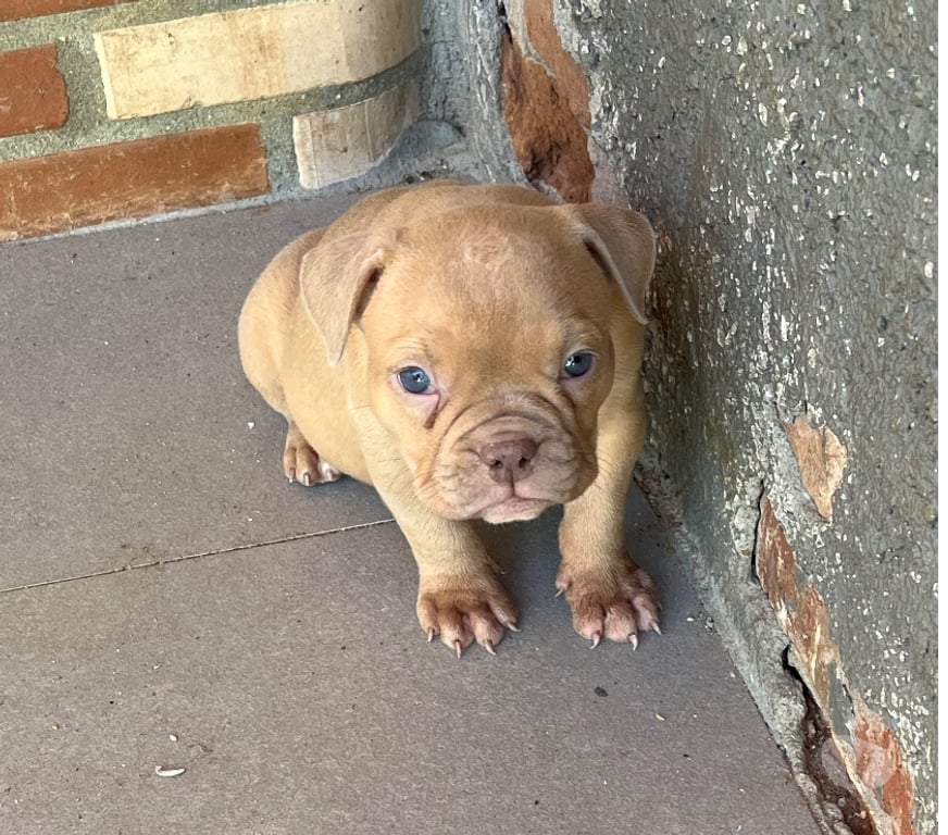 Animais Estimação à Venda Sao Joao de Meriti RJ - Fotos para American bully com pedigree e vermifugados