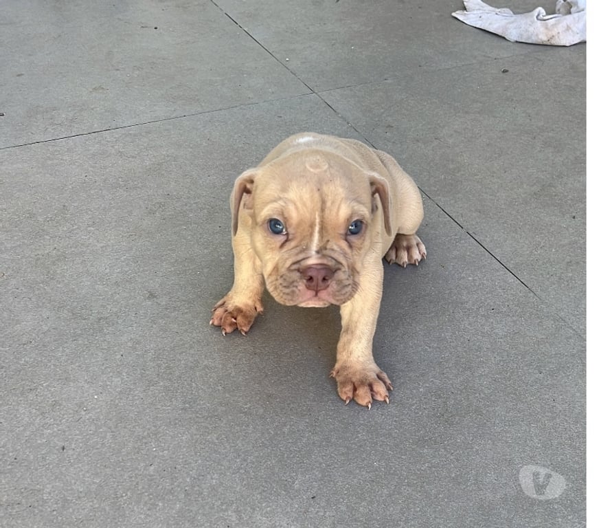 Animais Estimação à Venda Sao Joao de Meriti RJ - Fotos para American bully com pedigree e vermifugados