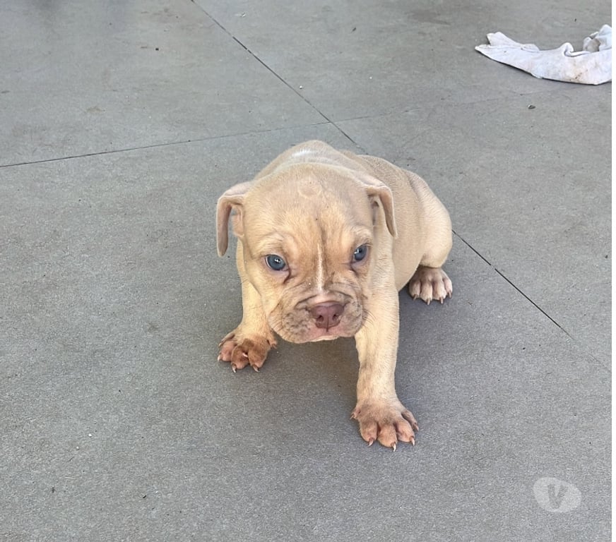 Animais Estimação à Venda Sao Joao de Meriti RJ - Fotos para American bully com pedigree e vermifugados