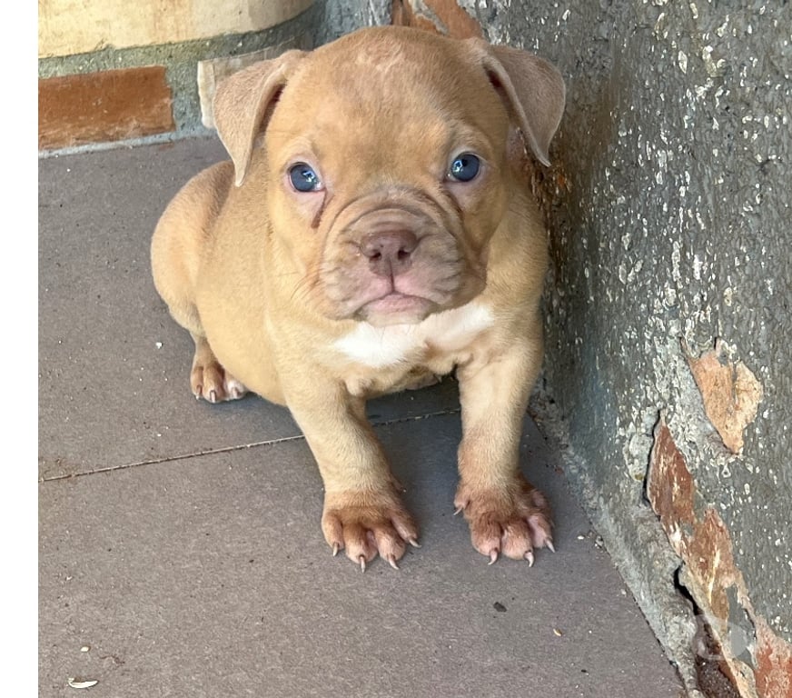 Animais Estimação à Venda Sao Joao de Meriti RJ - Fotos para American bully com pedigree e vermifugados