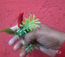 Procuro sexo ardente com homem ativo de Maricá !