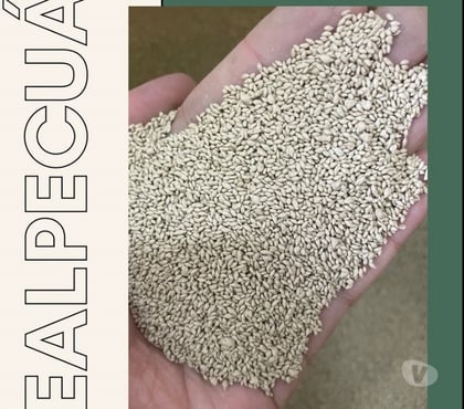 Alimentação pecuária - Grãos - Fotos para SEMENTES DE GRAMA BERMUDAS