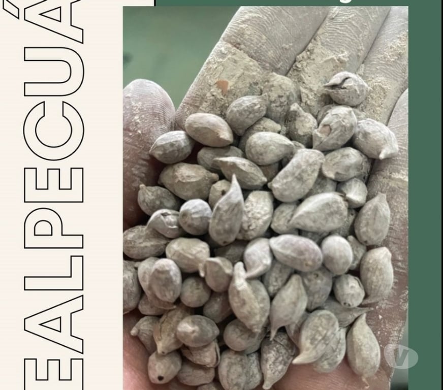 Alimentação Pecuária - Grãos Regente Feijo SP - Fotos para SEMENTES DE AMENDOIM FORRAGEIRO PARA JARDIM