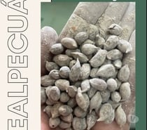 SEMENTES DE AMENDOIM FORRAGEIRO PARA JARDIM