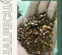 SEMENTES DE CERCA VIVA SANSÃO DO CAMPO