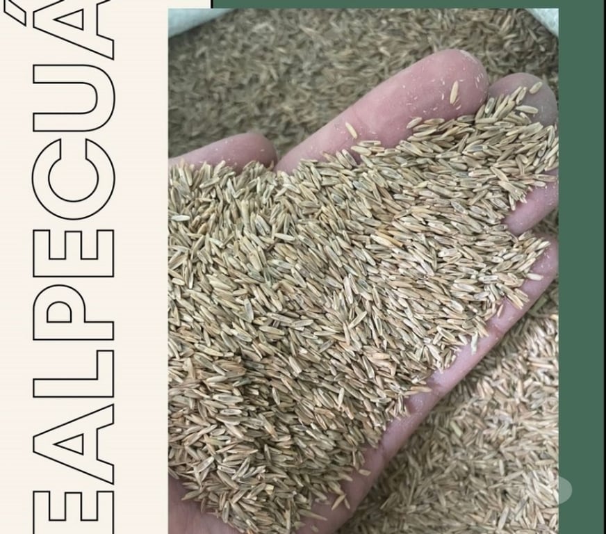 Alimentação Pecuária - Grãos Regente Feijo SP - Fotos para SEMENTES DE GRAMA PHD