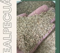 SEMENTES DE GRAMA PHD