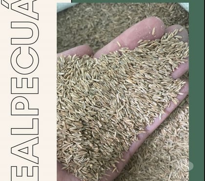 Alimentação pecuária - Grãos - Fotos para SEMENTES DE GRAMA PHD