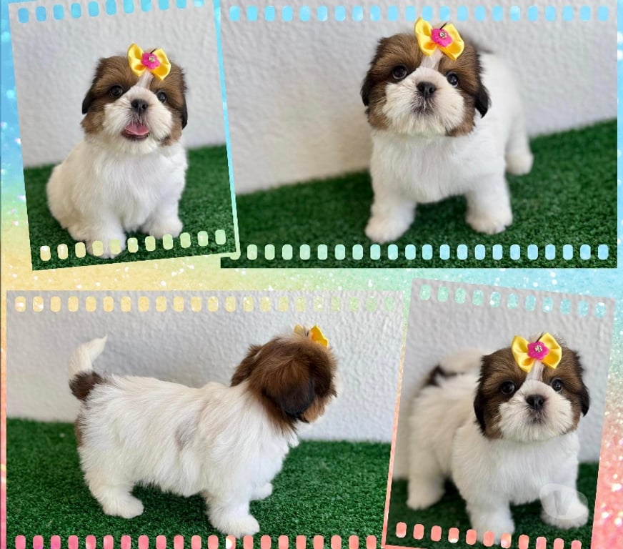 Animais Estimação à Venda Goiania GO - Fotos para Shihtzu fêmeas e machos !!!
