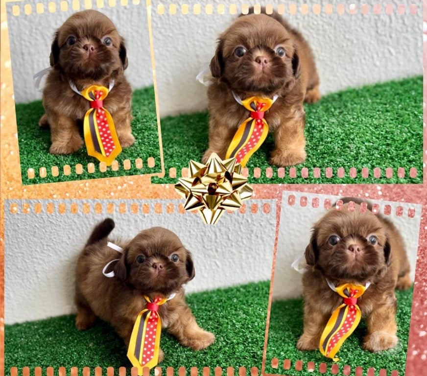 Animais Estimação à Venda Goiania GO - Fotos para Shihtzu fêmeas e machos !!!