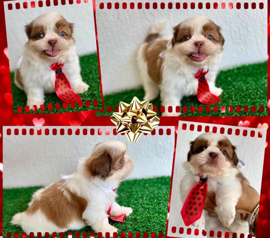 Animais Estimação à Venda Goiania GO - Fotos para Shihtzu fêmeas e machos !!!