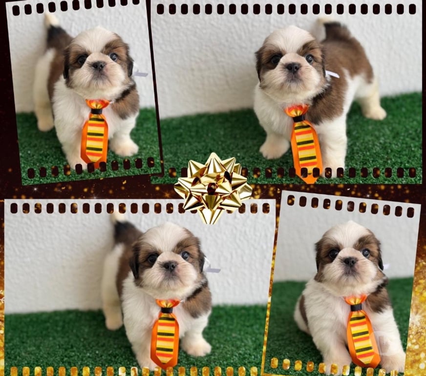 Animais Estimação à Venda Goiania GO - Fotos para Shihtzu fêmeas e machos !!!