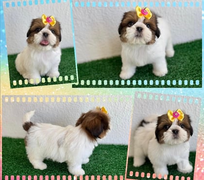 Animais Estimação à Venda - Fotos para Shihtzu fêmeas e machos !!!
