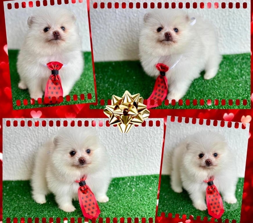 Animais Estimação à Venda Goiania GO - Fotos para Lulu da pomerania fêmea e machos !!!