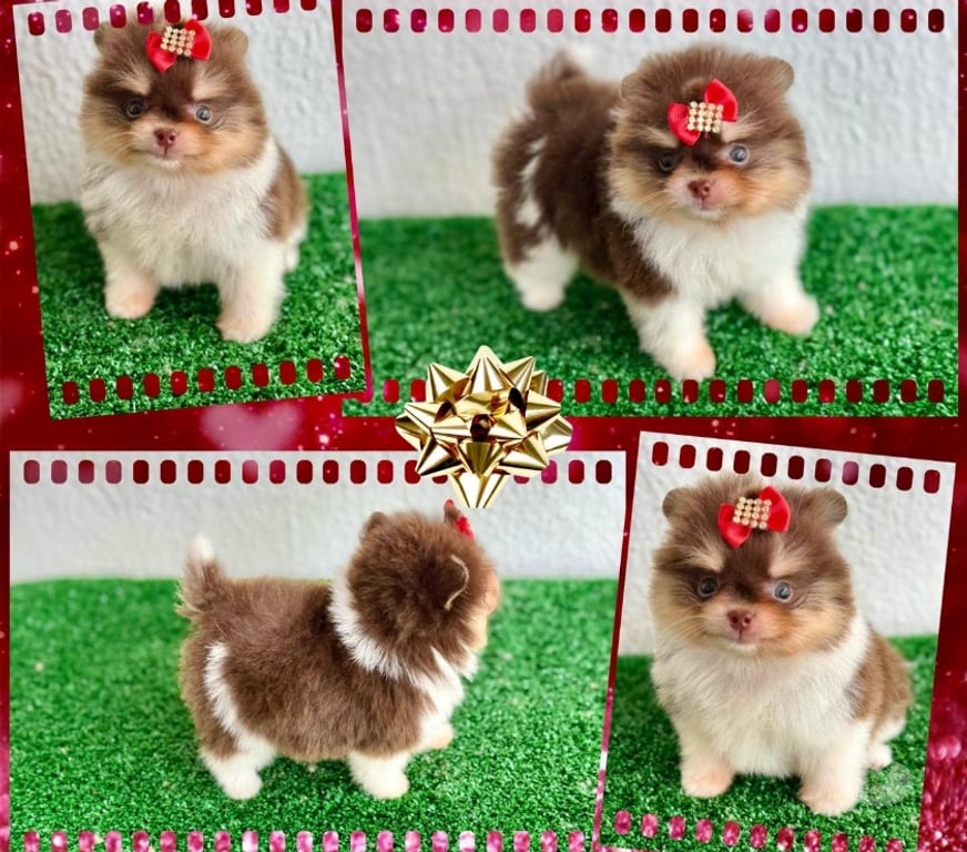 Animais Estimação à Venda Goiania GO - Fotos para Lulu da pomerania fêmea e machos !!!