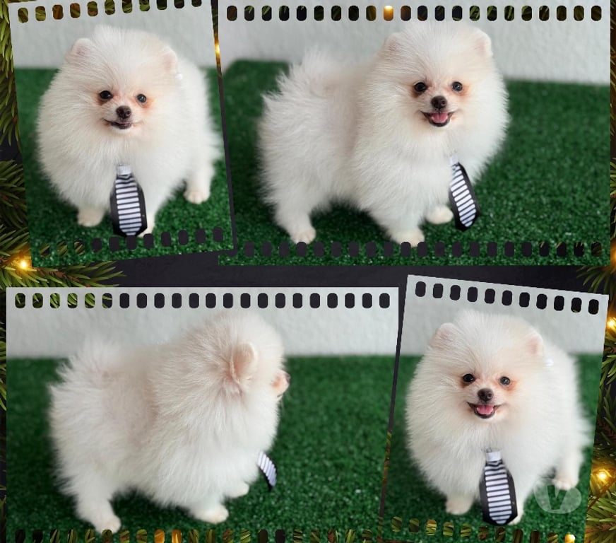 Animais Estimação à Venda Goiania GO - Fotos para Lulu da pomerania fêmea e machos !!!