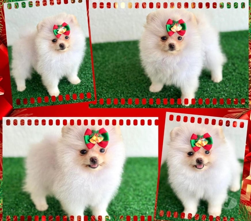 Animais Estimação à Venda Goiania GO - Fotos para Lulu da pomerania fêmea e machos !!!
