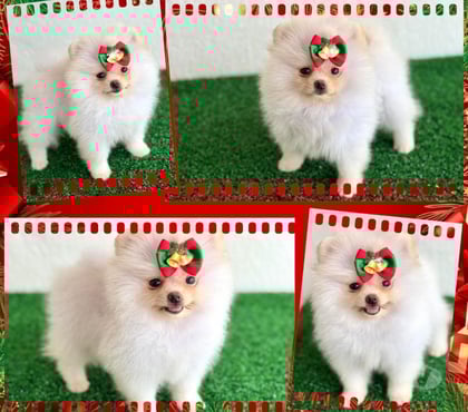 Animais Estimação à Venda - Fotos para Lulu da pomerania fêmea e machos !!!