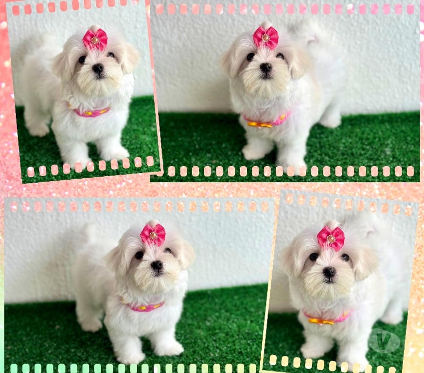 Animais Estimação à Venda Goiania GO - Fotos para Maltês fêmeas e machos !!!