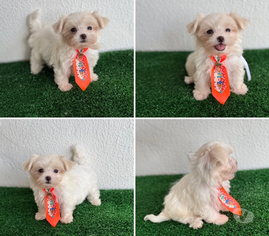 Animais Estimação à Venda Goiania GO - Fotos para Maltês fêmeas e machos !!!