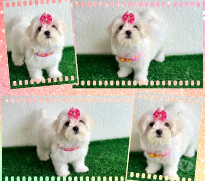 Animais Estimação à Venda - Fotos para Maltês fêmeas e machos !!!