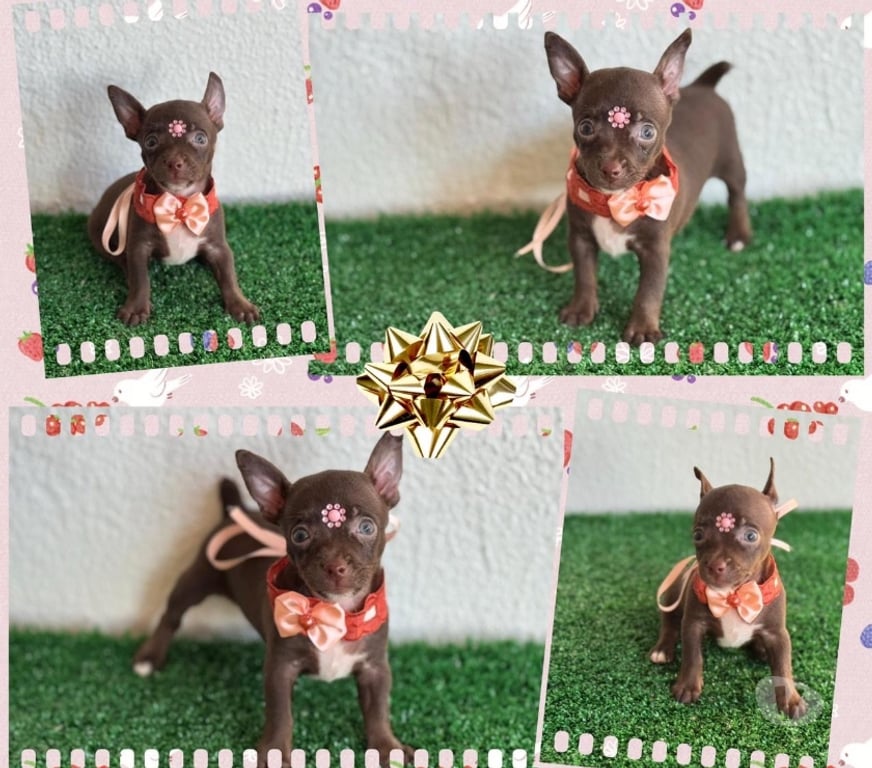 Animais Estimação à Venda Goiania GO - Fotos para Pincher 0 com 1 Feminha