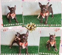 Pincher 0 com 1 Feminha