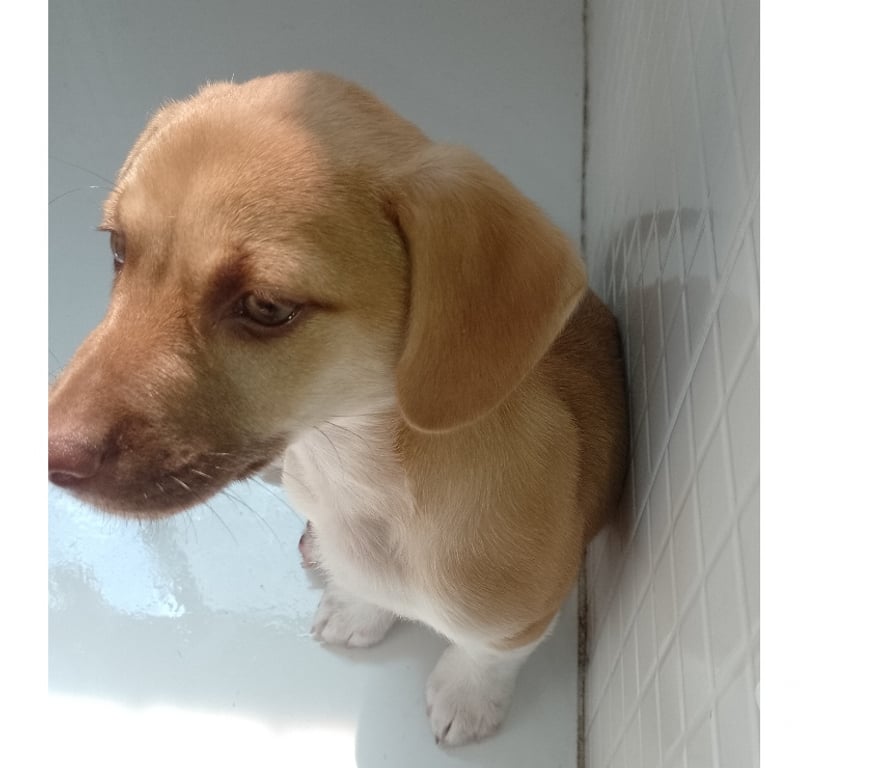 Adoção Animais de Estimação Sao Paulo SP Itaim Paulista - Fotos para Doar teddy data nascimento 26 07 2025