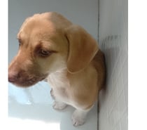 Doar teddy data nascimento 26 07 2025