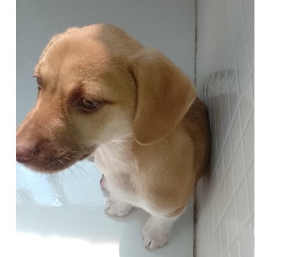 Adoção Animais de Estimação Itaim Paulista Sao Paulo SP - Fotos para Doar teddy data nascimento 26 07 2025