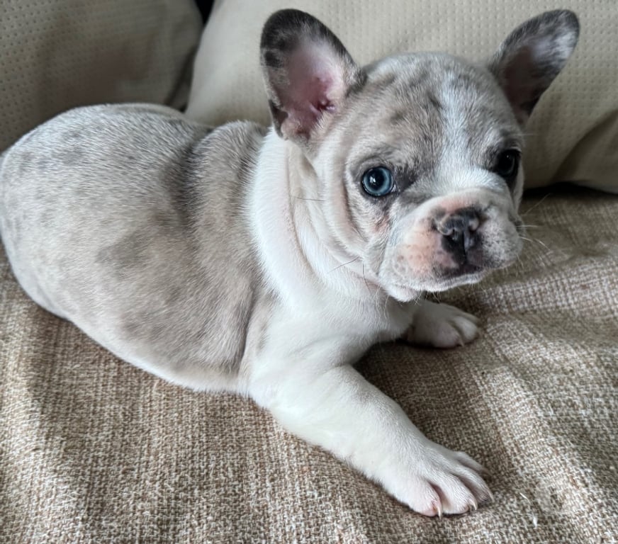 Animais Estimação à Venda Sao Paulo SP Barra Funda - Fotos para Bulldog Francês filhotes