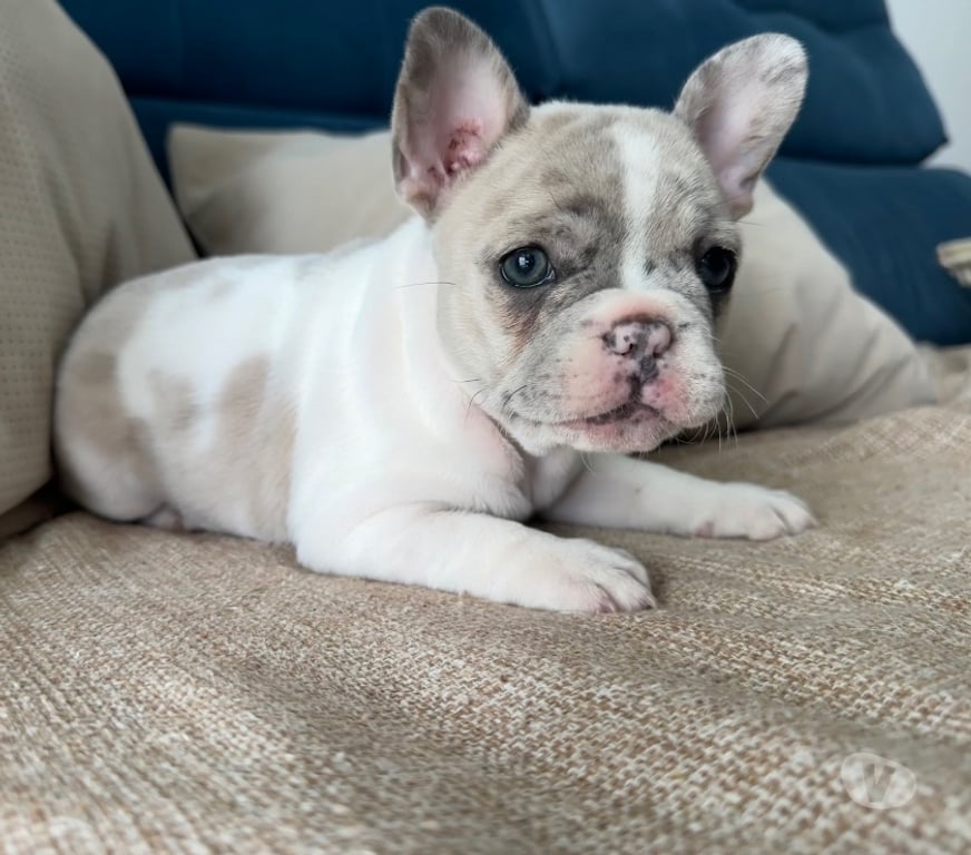 Animais Estimação à Venda Sao Paulo SP Barra Funda - Fotos para Bulldog Francês filhotes